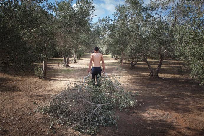 עמאר יונאס, מתוך התערוכה "העץ הנדיב", אום אל-פחם